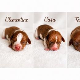 Dachshund puppies from Niki Humphries' Dachshunds