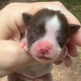 Dark Purple collar Bean chocolate - Liver male Miniature Schnauzer puppy in Temple, Texas from Schnauzers Of Taylor