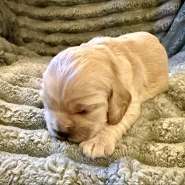 Wile - Buff male Cocker Spaniel puppy in Sumter, South Carolina from Cocker Eclipse In Home Kennel
