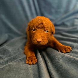 Red - Brown male Chesapeake Bay Retriever puppy in Riverview, Florida from Breezeswept Kennel