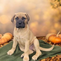 Bullmastiff Puppies from Ambrosia Mastiffs