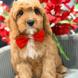 Shaq - Red male Cavapoo puppy in Apple Valley, California from Fletcher Fuzzy Friends