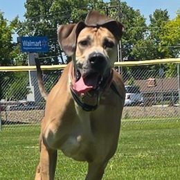 Luci - Great Dane