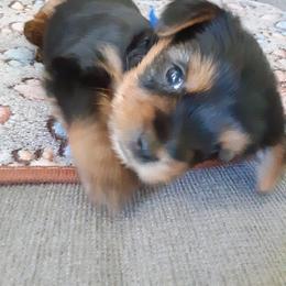 Kobi Bay - Black and tan male Yorkshire Terrier puppy in Gurley, Alabama from Rhondas yorkies