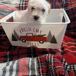 Miniature Schnauzer Puppies from Southern Charm Schnauzers