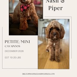 Cavapoo puppies from Hilltop Doodles and Poodles