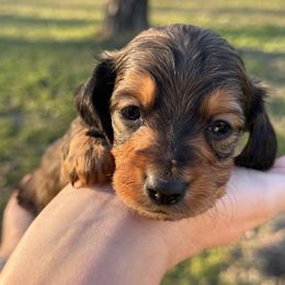 Rowan - Red male Dachshund puppy in Troup, Texas from East Texas Dachshunds