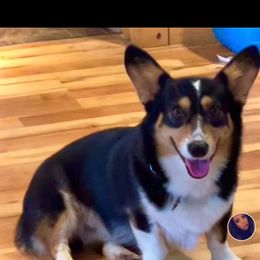 Kevin - Pembroke Welsh Corgi