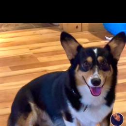 Kevin - Pembroke Welsh Corgi