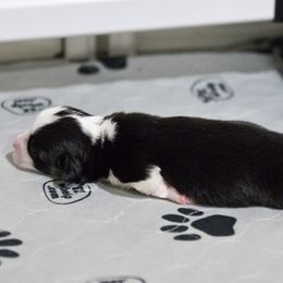 Pembroke Welsh Corgi Puppies from Cosmere Corgis