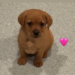 Pink collar - Yellow female Labrador Retriever puppy in Clinton, Tennessee from Summer Rose