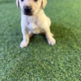Navy Collar Male - Yellow male Labrador Retriever puppy in Gainesville, Georgia from Rucker Retrievers