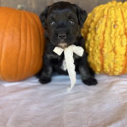 Harvest - Black and white female Aussiedoodle puppy in Eastland, Texas from H5 Mini Doodles