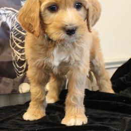 Sky blue Chinook - female Australian Labradoodle puppy in Provo, Utah from EllsWORTH Labradoodles LLC
