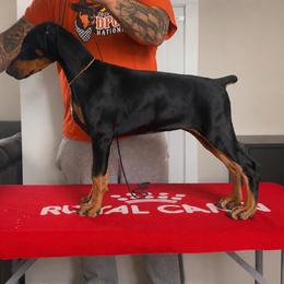 Tesla - Black and rust female Doberman Pinscher puppy in Lafayette, Louisiana from Indah Lux Dobermans