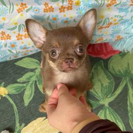 Maple - 5,500 - Chocolate and tan female Chihuahua puppy in Houston, Texas from The Chihuahua Haus