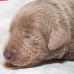 Dilute Retrievers and Labrador Retrievers from MARS Retrievers