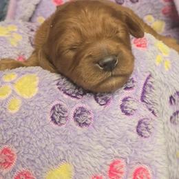 Racco - Red  male Goldendoodle puppy in Conklin, Michigan from Lake Michigan Couture Cavapoos & Cockapoos