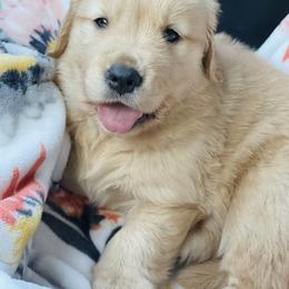 Golden Retriever Puppies from All shades Golden