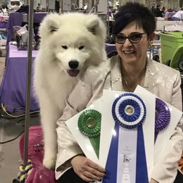 Samoyed Puppies from Velvet Sky