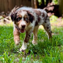Sangria - Red merle female Australian Shepherd puppy in Fredericksburg, Virginia from Cooper Ridge Aussies