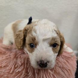 Philip - Blenheim male Cavapoo puppy in Truckee, California from Heavenly Goldendoodles