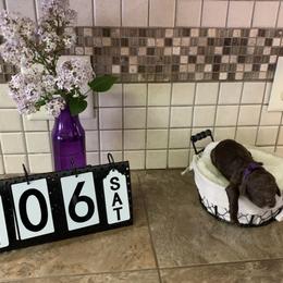 Goldendoodle Puppies from Sturgeon River Doodles