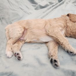 Poodle Puppies from Karla Skow