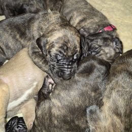 Doberman Pinscher and Great Dane Puppies from Draggin Dobermans & Great Danes