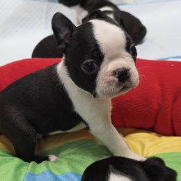 Boy 2 - Black and white male Boston Terrier puppy in Denver, Colorado from Diamonds In The Ruff Boston Terriers