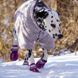 Basset Hound and Dalmatian Puppies from Lazy B Bassets and Dalmatians
