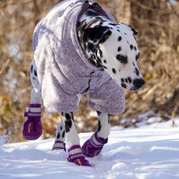 Basset Hound and Dalmatian Puppies from Lazy B Bassets and Dalmatians
