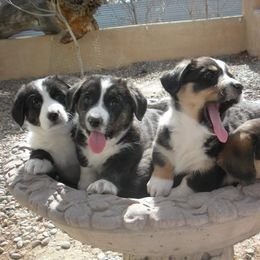 Cardigan Welsh Corgi Puppies from Solstice Kennels