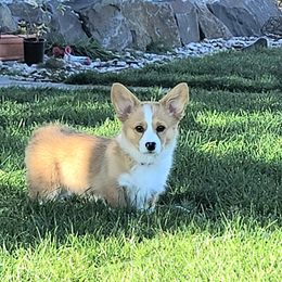 Pembroke Welsh Corgi Puppies from Top-Notch Paws