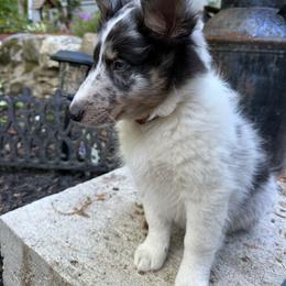 Miles - Blue merle white and tan male Shetland Sheepdog puppy in Woodstock, Connecticut from Greener Fields Shelties