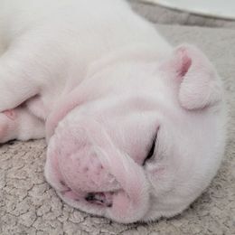 Bulldogs from Maisano's English Bulldogs