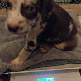 Boy 1 - Catahoula Leopard Dog puppy in Pavillion, Wyoming from TNT Catahoulas