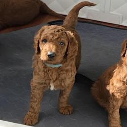 Blue Collar - Red  male Goldendoodle puppy in Auburn, Kansas from Puppy Paradise:  English Mastiff Puppies & Standard Goldendoodle Puppies