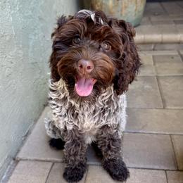 Coco Lait - Chocolate female Australian Labradoodle puppy in Morgan Hill, California from Loving Labradoodles