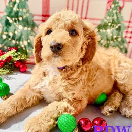 Purple Collar Girl - Apricot female Goldendoodle puppy in Conway, South Carolina from Poodle Doodle World