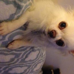 Chihuahua All Grown Up from Vargo Chihuahuas