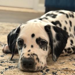 Dalmatian puppies from Dixon Dalmatians
