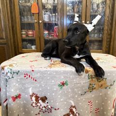 Etta girl - Black female Xoloitzcuintli puppy in Hico, Texas from Amayla Kennels