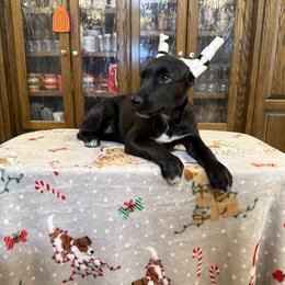 Etta girl - Black female Xoloitzcuintli puppy in Hico, Texas from Amayla Kennels