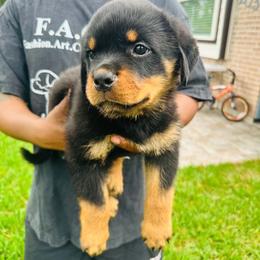 Pink Girl - Black and mahogany female Rottweiler puppy in Humble, Texas from Inexorable Haus Early Rotts