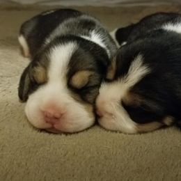 Beagle Puppies from Zahara