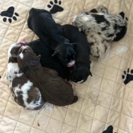 Boy 2 - Black tri-color male Australian Shepherd puppy in Broadview, Montana from Montana Aussies