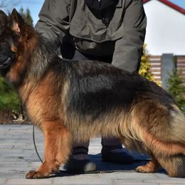 Makaya - German Shepherd