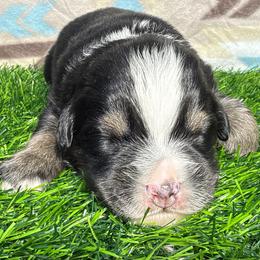 Sweet Girl 3-Black Tri - Black tri-color female Australian Shepherd puppy in Mayfield, Kentucky from Hamilton Farms