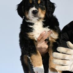Bernese Mountain Dog, Golden Mountain Dog, and Golden Retriever Puppies from Grateful Bernese & Gage's Goldens
